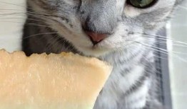 粉色的猫吃瓜,探寻猫咪与瓜果的奇妙缘分