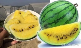 上海的瓤瓜怎样吃,解锁夏日清新美味