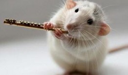 学生模仿老鼠吃瓜,趣味横生的校园生活瞬间