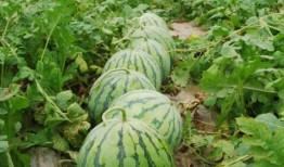 南充甜夜吃瓜,一场别开生面的吃瓜盛宴