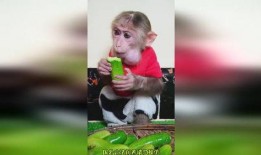 吃瓜猴哥搞笑视频,搞笑视频欢乐无限