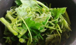 广西吃瓜叶菜,瓜叶菜美食之旅