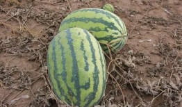 小硕吃瓜,揭秘娱乐圈那些不为人知的幕后故事