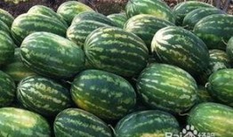 烧瓜啥时候吃最好,烧瓜的最佳食用时机揭秘