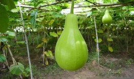 肝病可以吃葫芦瓜吗,肝病患者的理想食疗选择