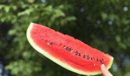 会吃的瓜有什么瓜,揭秘各种瓜果的美食奥秘