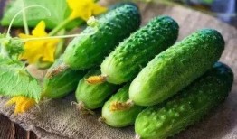 吃瓜群制作,网络社交新现象背后的故事