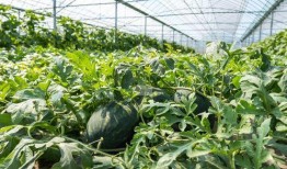 农村吃瓜爆料,揭秘乡村生活那些事儿