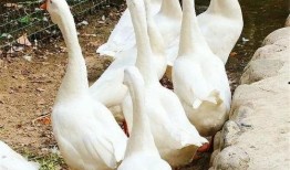 人吃鹅瓜,探寻人食鹅瓜的独特风味