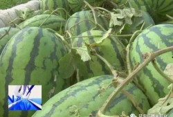 塔坛吃瓜,揭秘吃瓜群众的狂欢盛宴